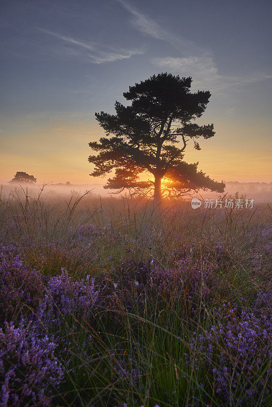 Veluwe Zuiderheide公园石南地里的一棵树，荷兰。荷兰